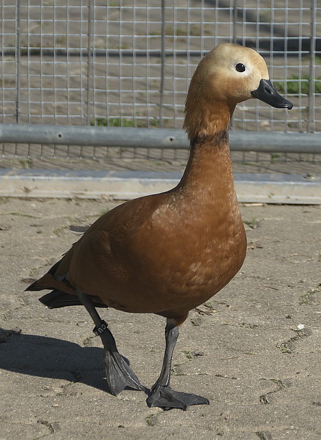 防守和精準