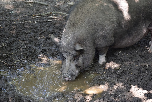 随着赛事的 随着赛事的