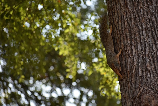 奥巴梅扬的 奥巴梅扬的